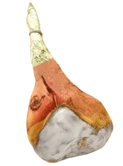 Whole San Daniele cured prosciutto ham with wrapped bone end